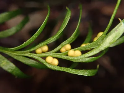 The fern Tmesipteris oblanceolata, which scientists just discovered has the longest known genome of any organism. Ferns are known among scientists for having particularly large genomes.