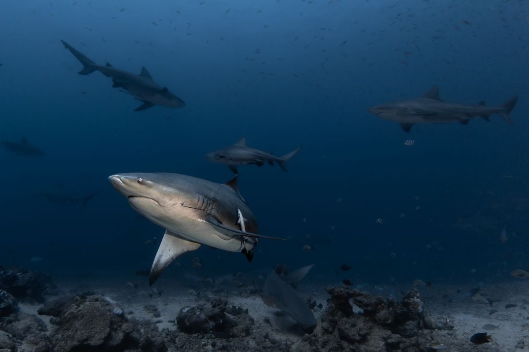 a group of bull sharks in the ocean