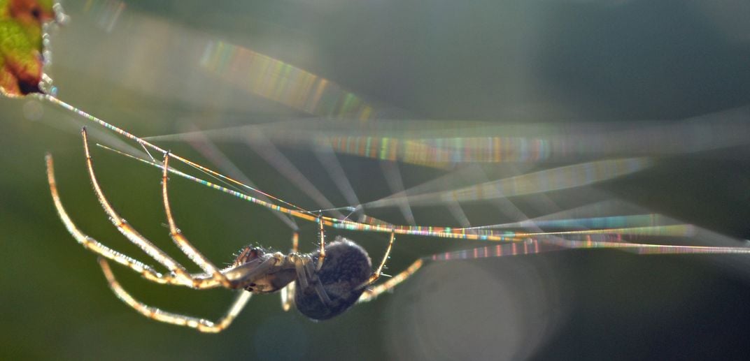 An orb weaver spider walks upside-down on its web.