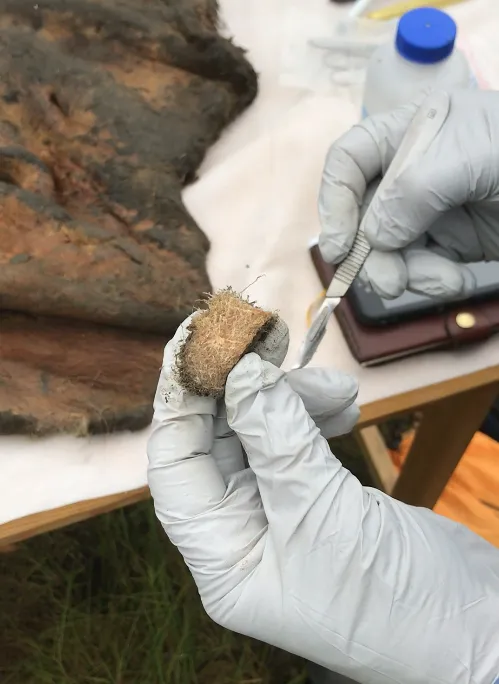 Gloved hands holding a small brown object in one hand and a scalpel in the other
