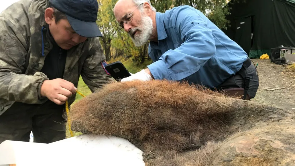 Two men bent over a hairy blob
